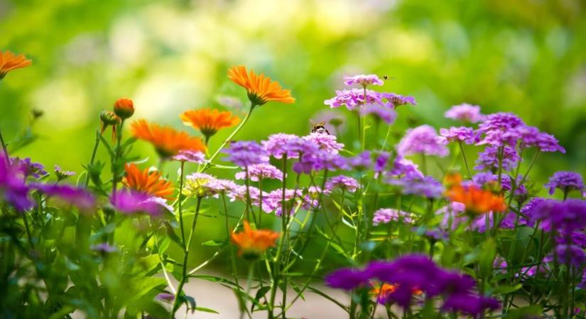 12 növény, amelyek megbirkóznak a hőséggel és bőségesen virágoznak