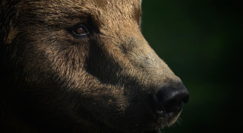 Legyen óvatos, medvéket láttak Nógrád vármegyében