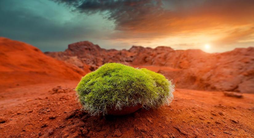 Kína szerint bezöldíthetjük a Marsot a Mojave-sivatagban növő mohával