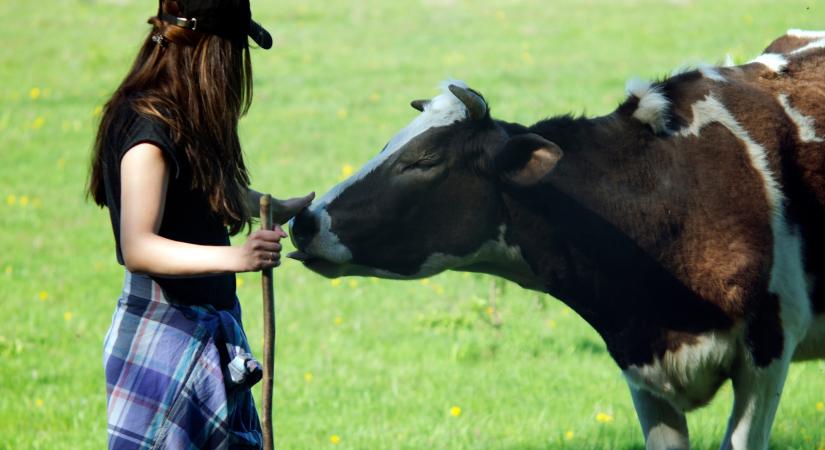 Ölelgess tehenet! A szarvasmarha-asszisztált terápia az embert és az állatot is boldogítja