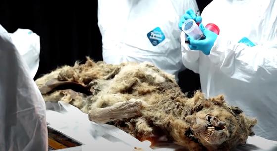 44 000 éve élt, jégbe fagyott farkast boncoltak fel orosz tudósok – videó