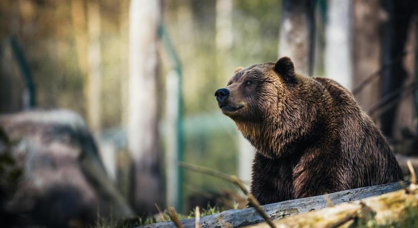 Medvék garázdálkodnak Nógrád vármegyében: mutatjuk, mit tehet, ha találkozik velük