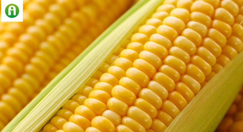 Itt a nagy bejelentés! Beengedi a génmódosított kukoricát az EU