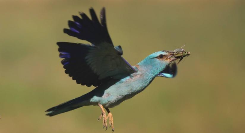 A puszták kék madarai fészkelnek a nemzeti parkban