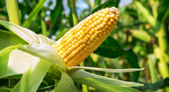 Génmódosított kukoricát is lehet élelmiszerként használni - Brüsszel megadta az engedélyt