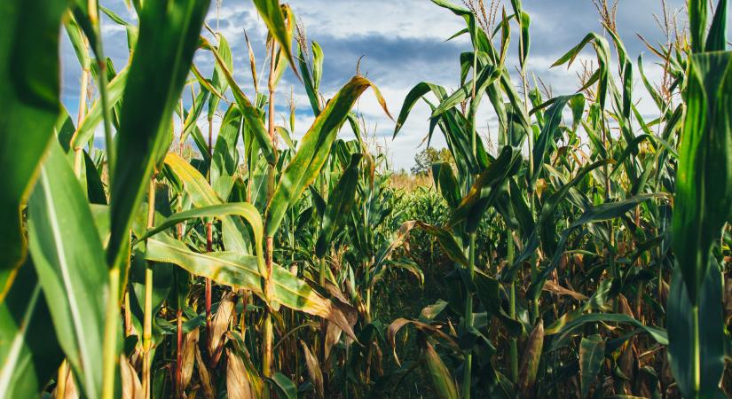 Géntechnológiával módosított kukorica felhasználását engedélyezi az EU