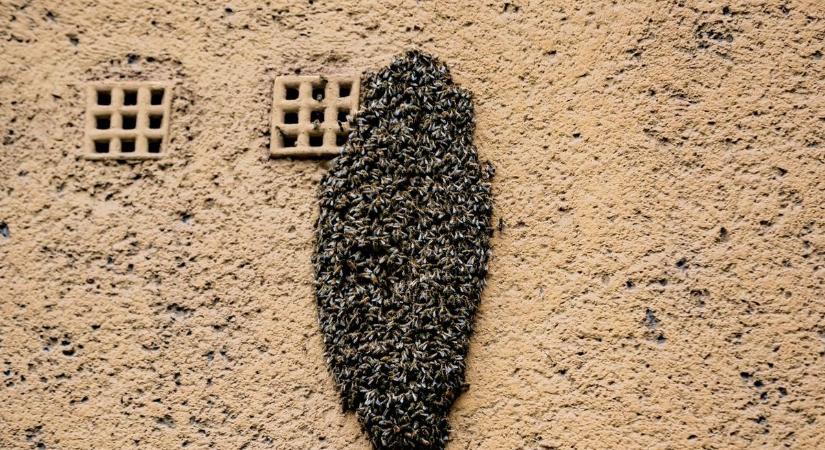 Vándorló méhecskék a Kossuth Lajos utcában - képgalériával