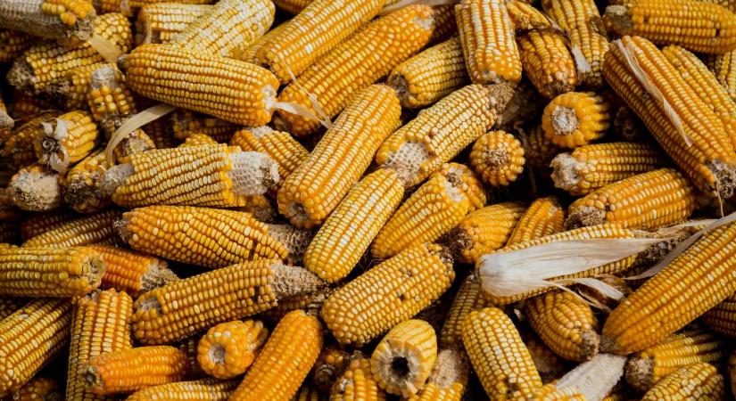 Génmódosított kukoricák lephetik el hamarosan az EU-t: itt vannak a részletek