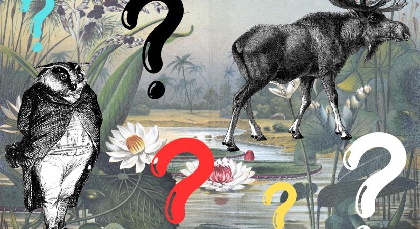 Műveltségi kvíz: a régi leírás alapján hány élőlényt találsz el?