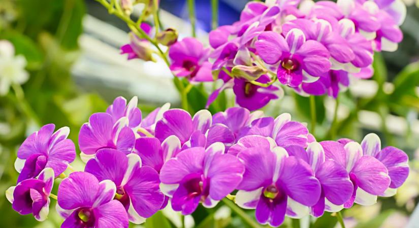 Csak ezt a fűszert használtam az orchideáimnál, elképesztően sok virág lett rajtuk és hatalmasra nőttek