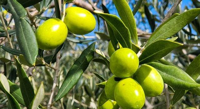 Az áfa eltörlésével igyekszik Spanyolország felrázni az olívaolaj-iparágat