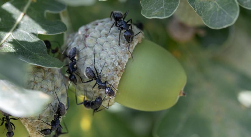 Életmentő beavatkozásokat hajtanak végre egymáson a hangyák