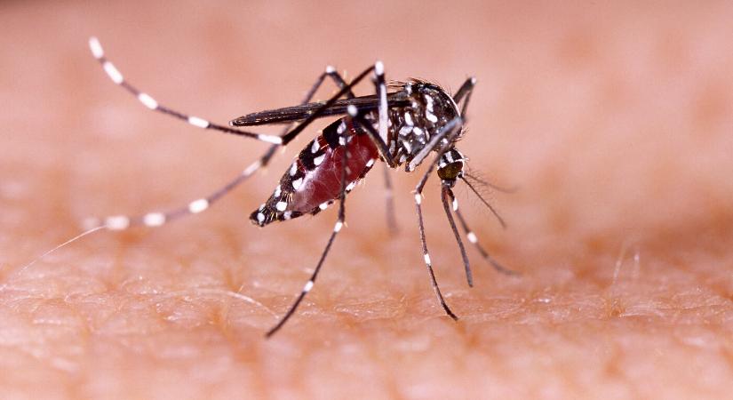 Megtelepedett Szlovákiában a trópusi betegségeket terjesztő szúnyog