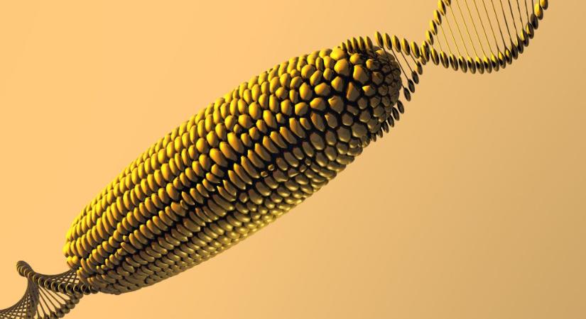 Engedélyezte a génmódosított kukoricát az Európai Bizottság