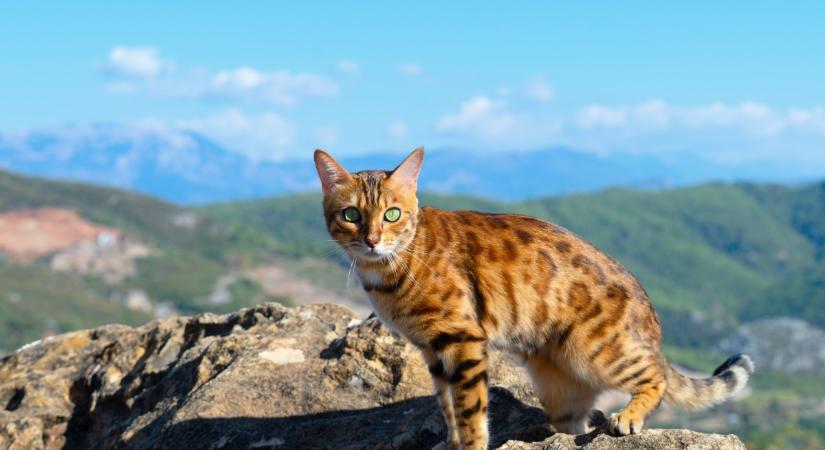 A foltos szépségek: mennyit tudsz a bengáli macskáról? – Kvíz