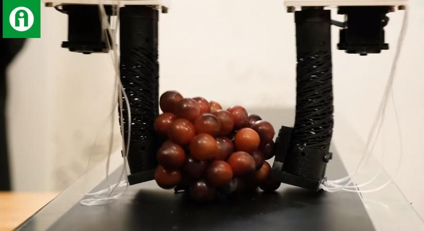 A technika csodája, ahogy a robotkar megragadja a szőlőfürtöt VIDEÓ
