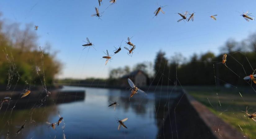Folytatódik a szúnyoggyérítés Baján