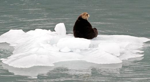 Gyorsabban olvad, mint korábban – „halálspirálba” kerülhet az alaszkai jég