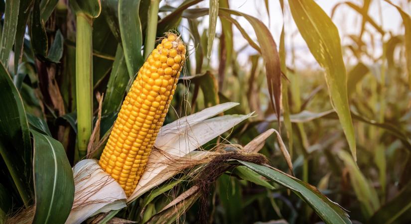 Génmódosított kukoricát engedélyeztek az EU-ban