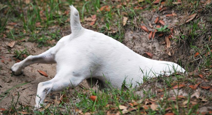 Miért ásnak a kutyák a kertben… és hogyan akadályozzuk meg őket ebben?