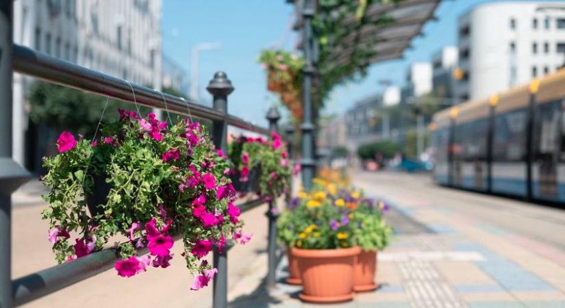 Európai zsűri jött Debrecenbe virágos köztereket nézni