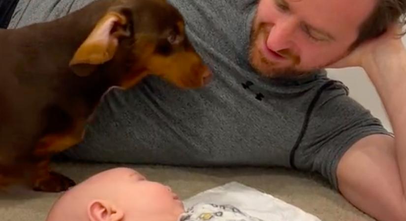Bemutatták a babát a kutyának: amit tett, arra senki nem számított - Videó
