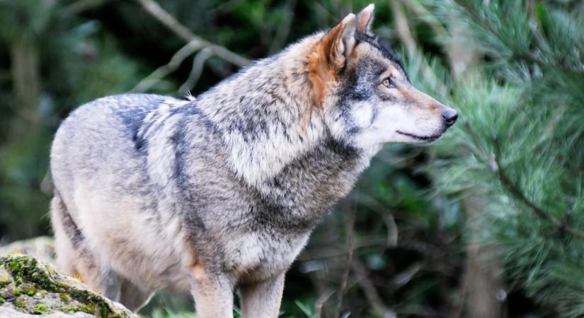 Ismét farkasokat láttak az Északi-középhegységben: fotó is készült a vadállatokról