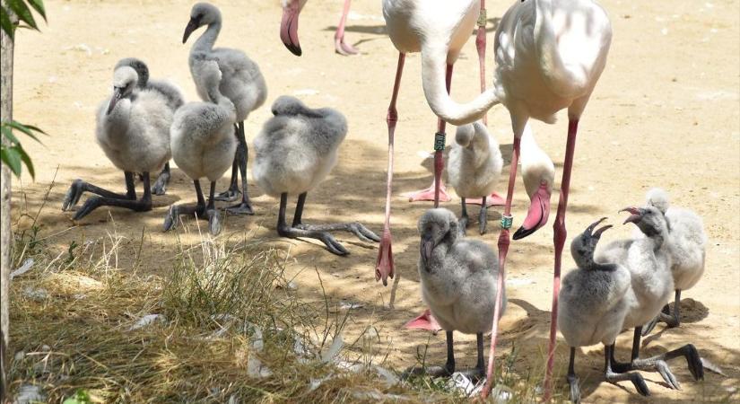 Napi cukiság: flamingó óvoda nyílt Budapesten