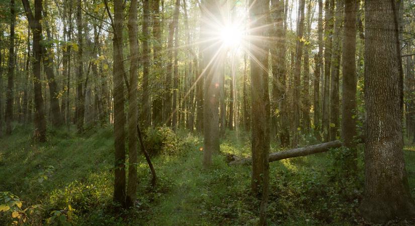 Egy a növény szedi az áldozatait a magyar erdőkben – ez fog történni a testedben, ha megeszed