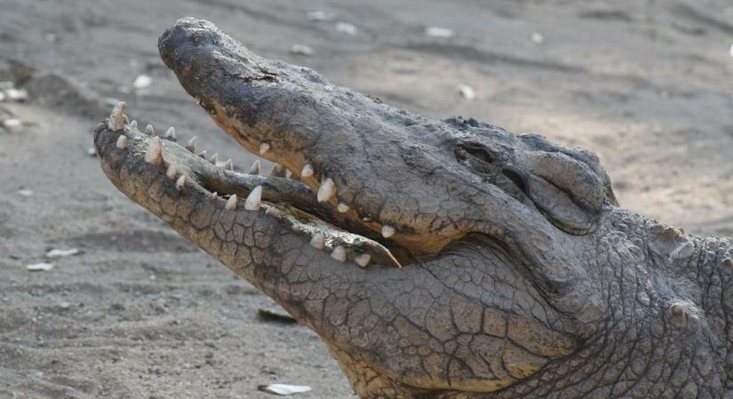 Krokodil ragadott magával egy 12 éves gyereket Ausztráliában