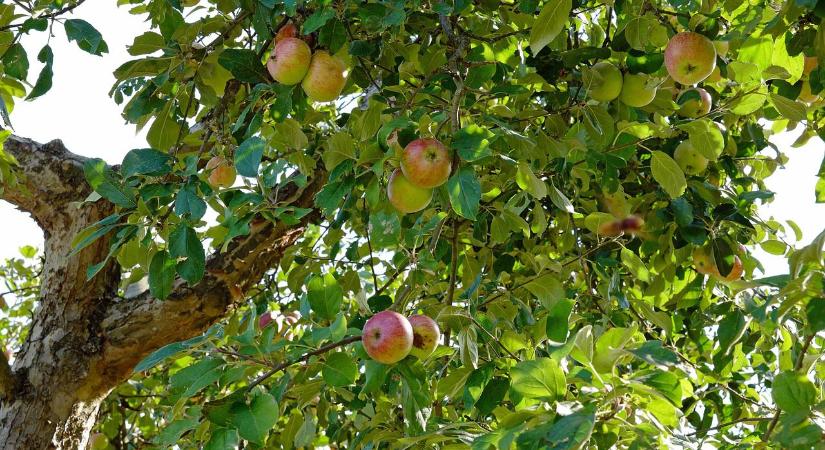 Mi a teendő, ha a szélvihar letörte a gyümölcsfák ágait?