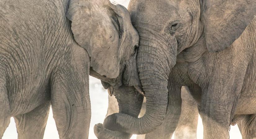 Érzelmes búcsú vagy egyéb ok? Elefánttemetésekre figyeltek fel kutatók