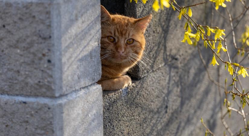 Másfél hétig élt a ház falában egy macska Óbudán