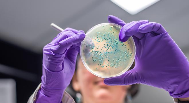 Egészségünk „ujjlenyomata”, a mikrobióta
