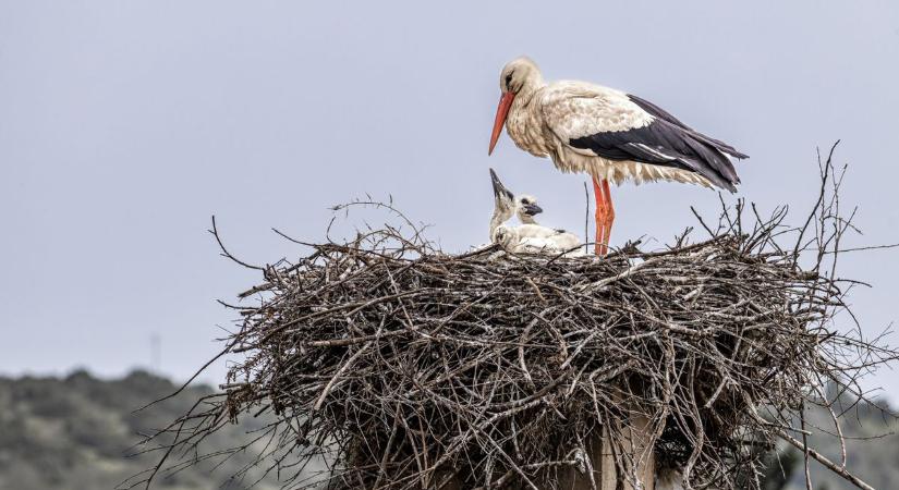 Hol fészkelnek a gólyák Nógrádban? – így segíthetsz a szakembereknek!