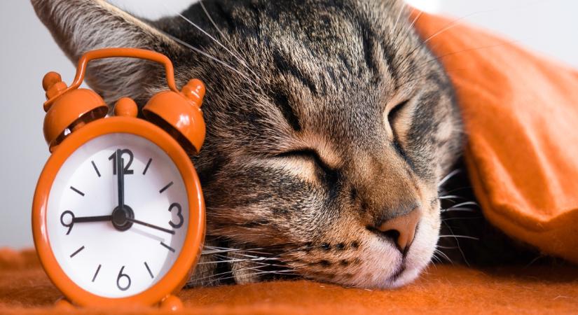 Így érzékelik a macskák az időt