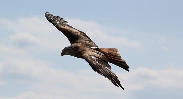 A Körös-Maros Nemzeti Park ritka ragadozó madár közössége