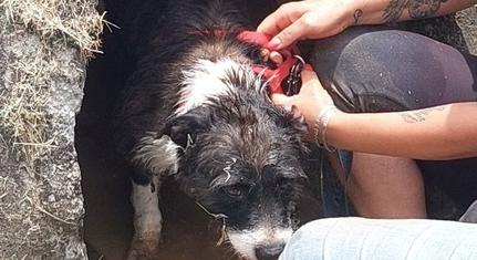 Vízzel segítettek egy bajba jutott kutyán a pécsi tűzoltók
