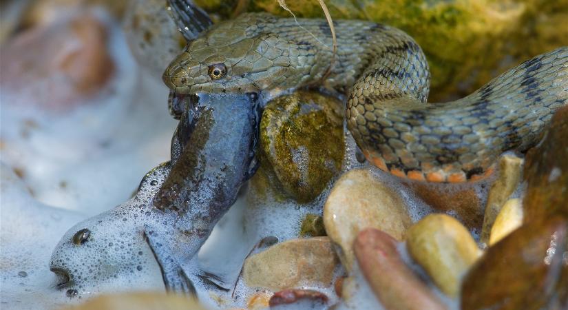 Viperához hasonló rémséges hüllő él a Balatonban, szinte biztos, hogy találkozunk vele a vízben