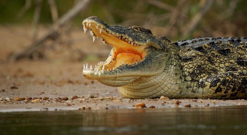 Szívszorító tragédia: úszás közben falt fel egy kislányt a krokodil