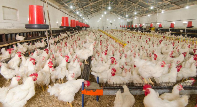 Ötödével esett a csirke ára, eltűnik a termelők előnye