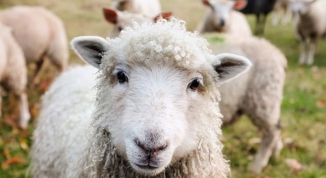 Rekord eladások az őshonos juh- és kecskefajták terén