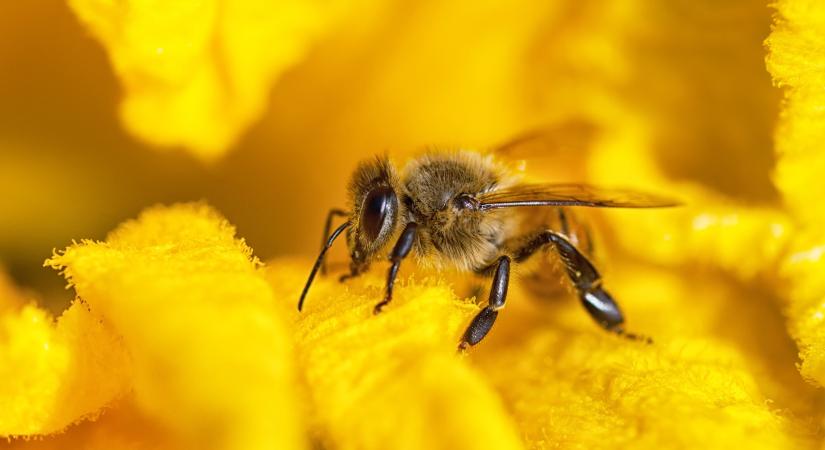 Méhcsípés esetén teendők: tévhitek és a valóság