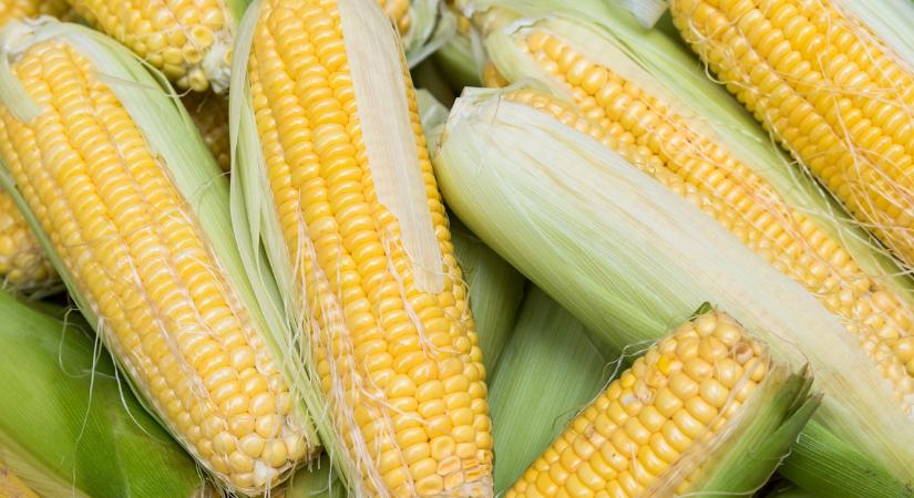 Eláraszthatja az Uniót a génmódosított kukorica: engedélyezték a behozatalt