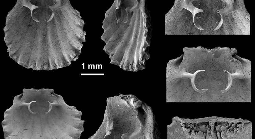 Az Eucalathis (Brachiopoda) nemzetség története a Földközi-tengerben: sókrízis előtt és után, a Gibraltári-szorosnál fennakadva