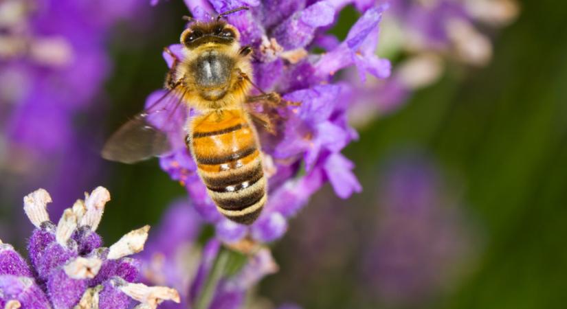 Vigyázz: ha itt csíp meg egy méh, meg is vakulhatsz, hiba nem vagy allergiás rá