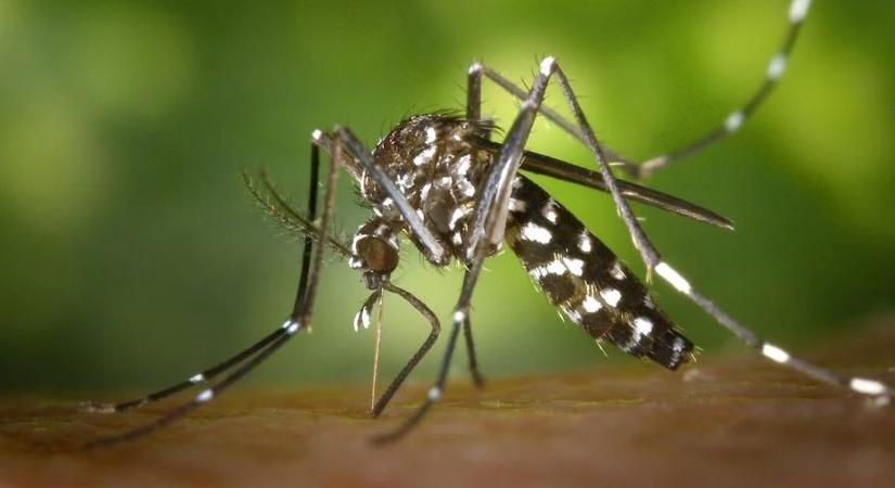 Végre kevesebb lesz a szúnyog - Gyérítést tartanak Fejérben