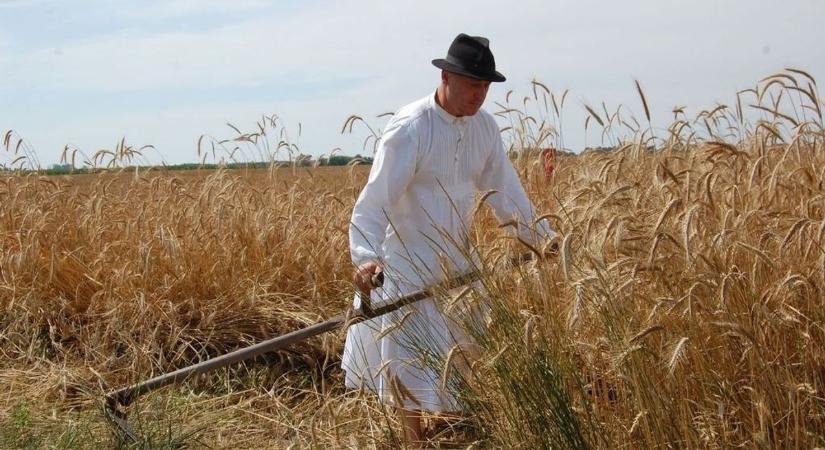 Aratófesztivál: a kézi aratás hagyományát elevenítik fel Kunszálláson