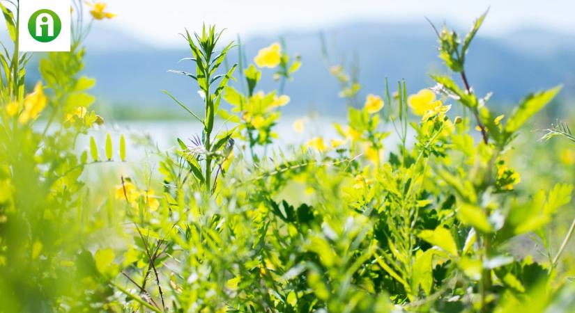 Mely növények a legveszélyesebbek allergiaszezonban?