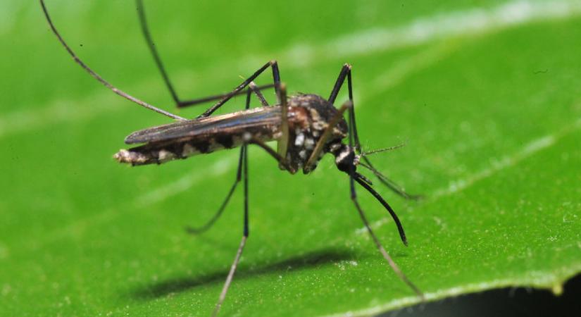 Több ezer szúnyog lepheti el a kertedet, ha belefutsz ebbe a gyakori hibába